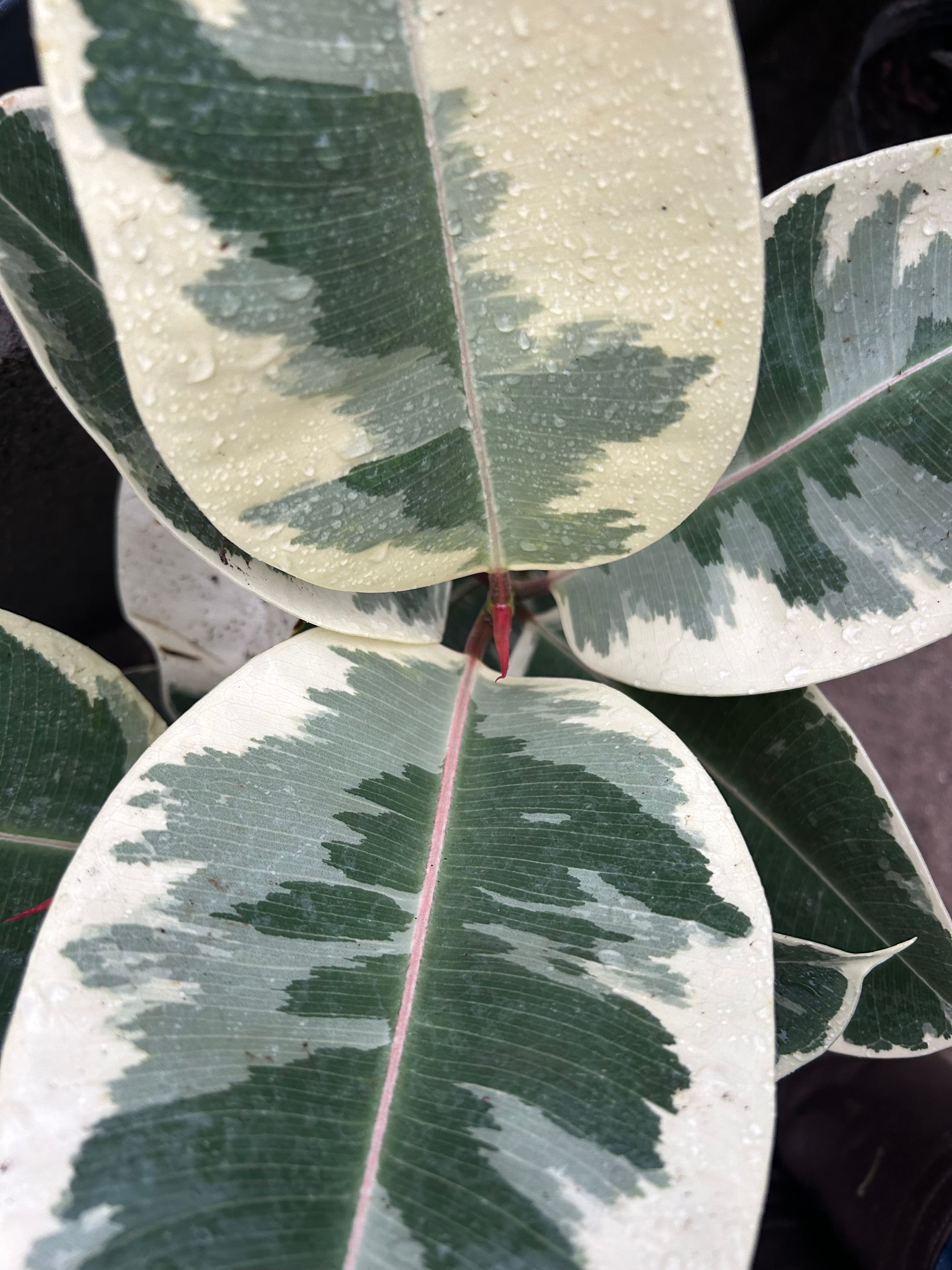 Gomero Variegado