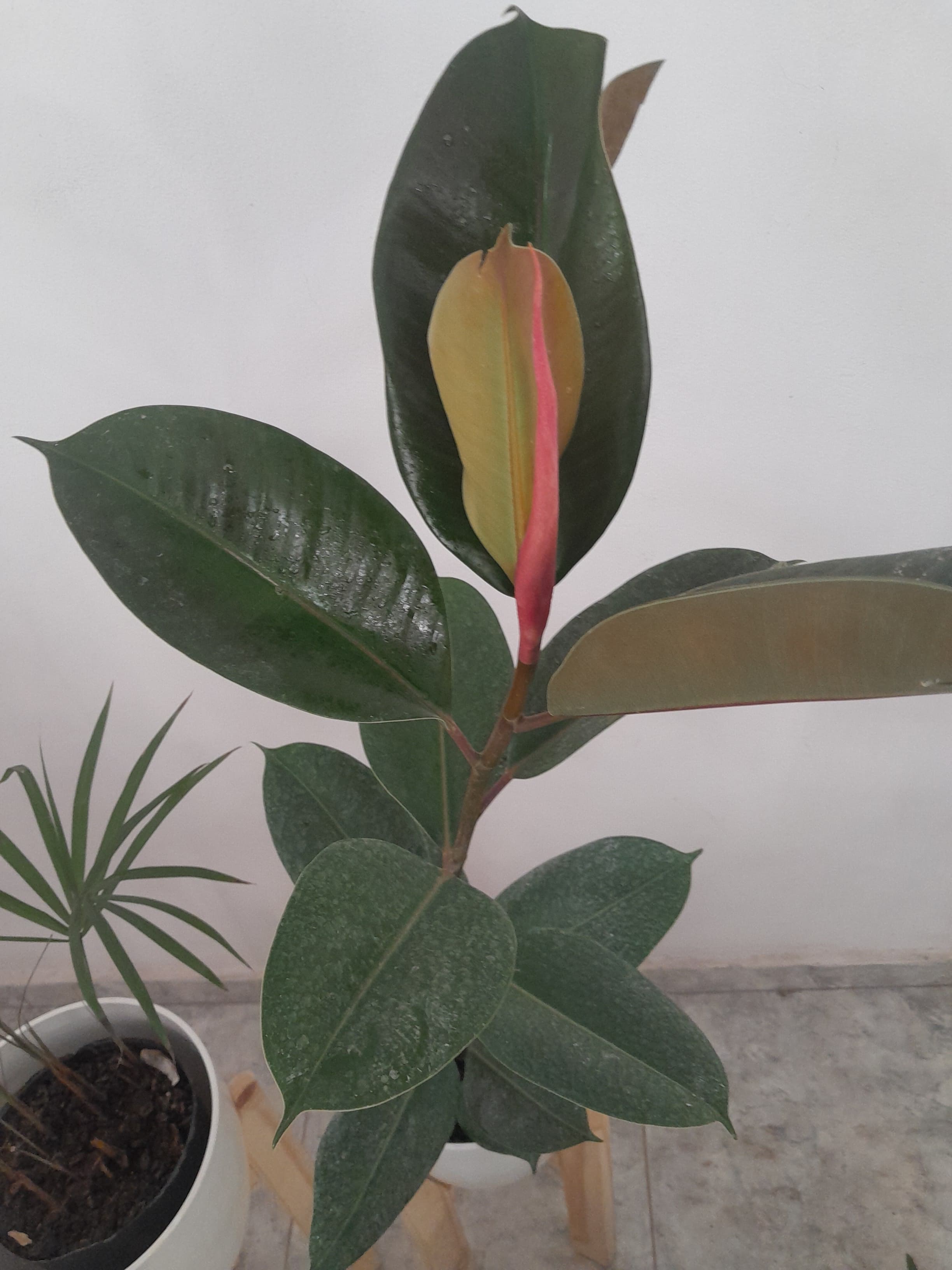 Gomero verde