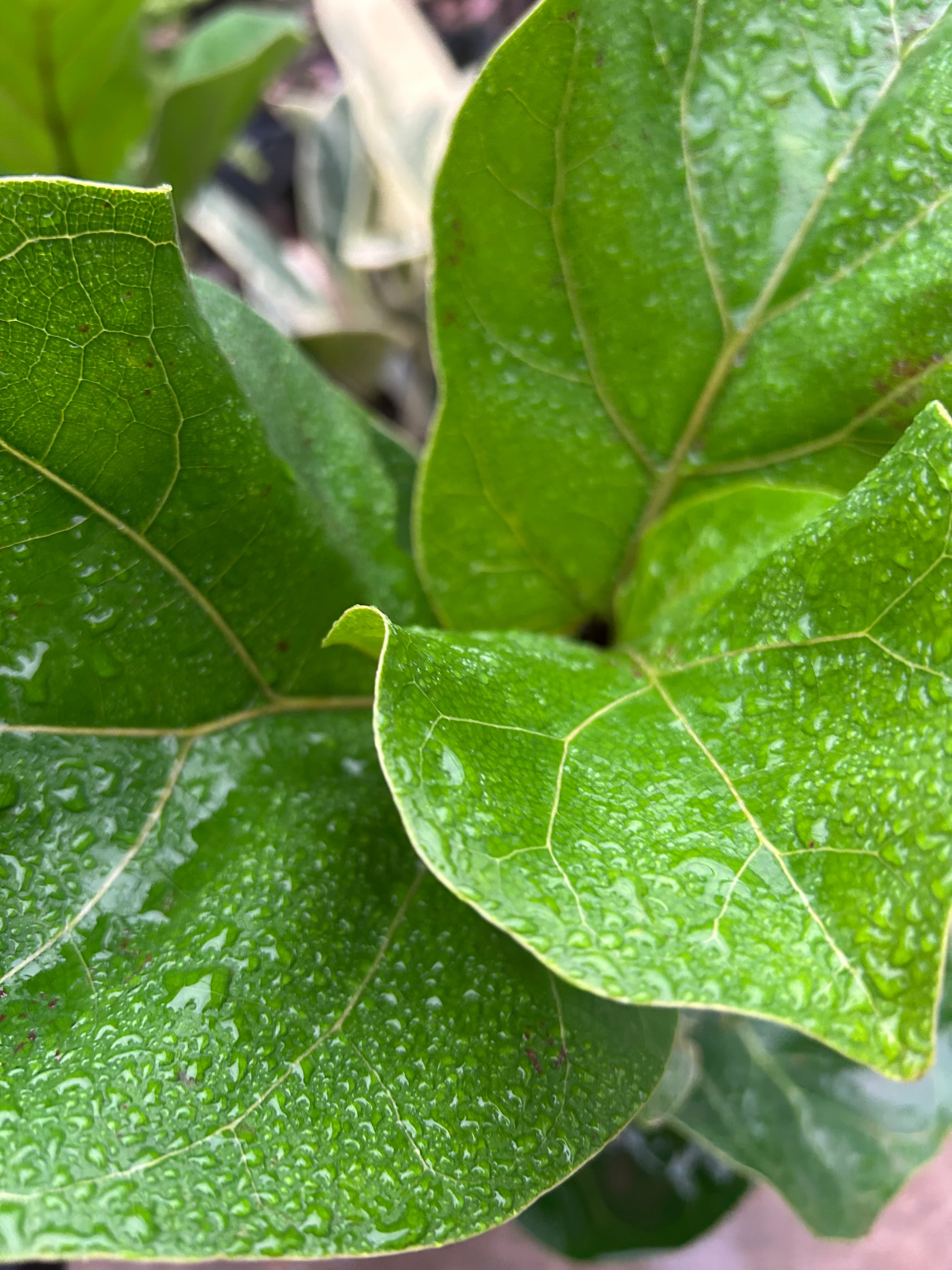 Ficus Pandurata